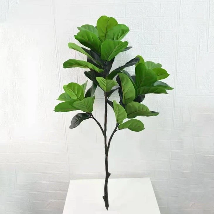 fiddle leaf fig branch