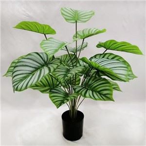 Mākslīgais bultu sakņu lapu augs