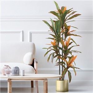 Sarkans griezīgs Dracaena koks